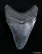 Inch Megalodon Tooth #2817-2